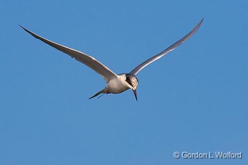 Tern Hovering_34720.jpg - Photographed along the Gulf coast near Port Lavaca, Texas, USA.with Tamron 1.4x TC.